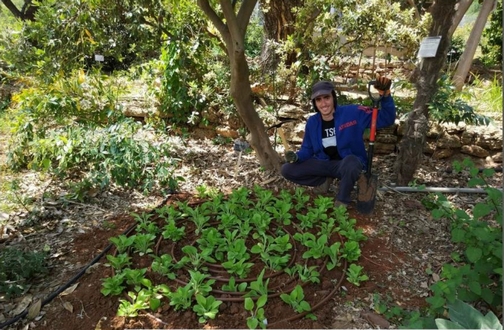 גיא דן, בן שירות לאומי האחראי על טיפוח חלקת צמחי המרפא, ליד ערוגת האצבעוניות. צילמה: טל לבנוני. 